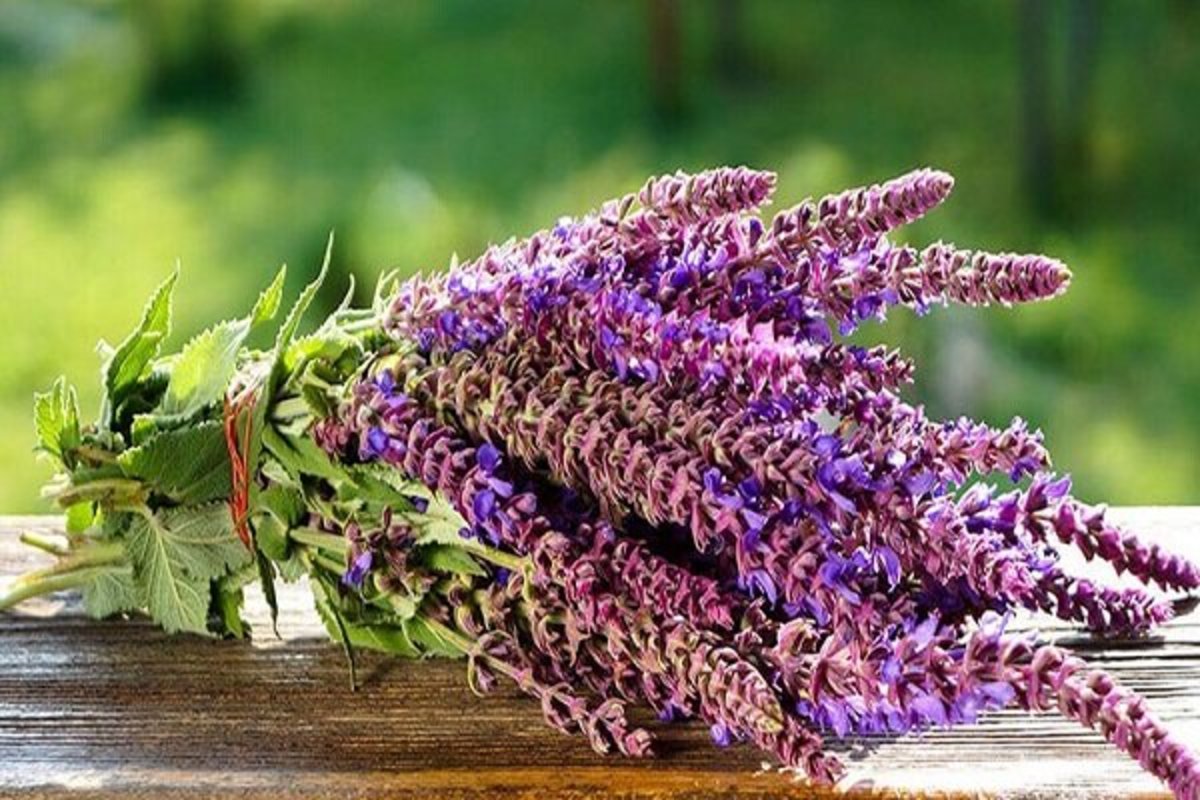 دوای درد بیماری‌های پوستی و قارچی