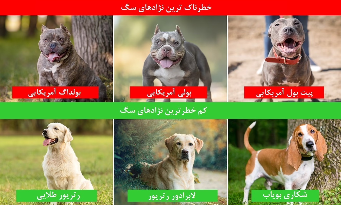 با پرخاشگرترین نژاد سگ‌های جنگی آشنا شوید