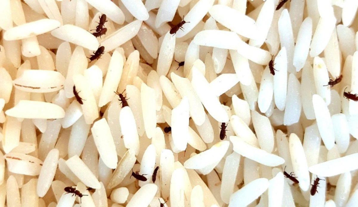 ۵ راز خانه داری؛ چگونه از حشره زدن برنج و حبوبات جلوگیری کنیم؟