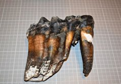 کشف دندان‌های «ماستودون»، یک حیوان ماقبل تاریخی عجیب وغریب
