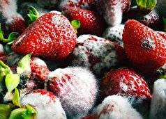 چند ترفند عالی و کاربردی برای جلوگیری از کپک زدن میوه +عوارض خوردن میوه کپکی