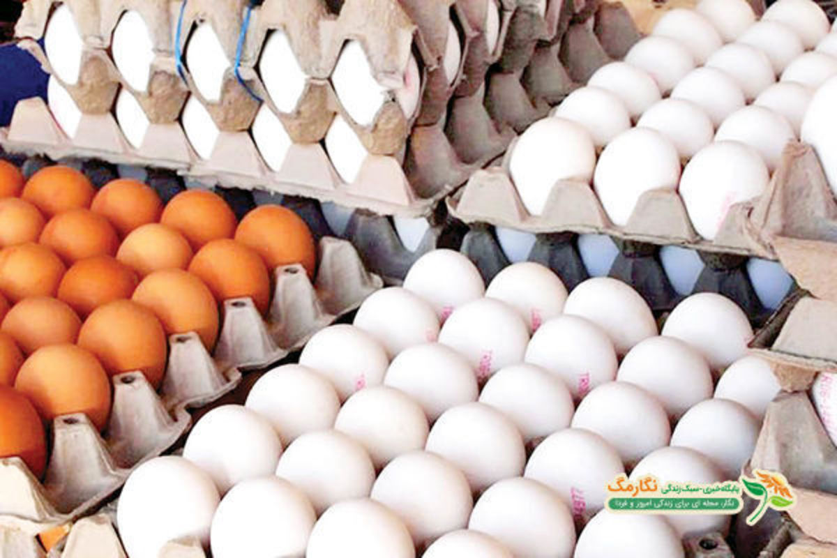 صادرات تخم مرغ از سر گرفته می‌شود/ زیر قیمت مصوب فروش تخم مرغ