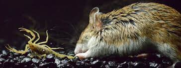 موش شکارچی که بدنش در مقابل قوی‌ترین سم‌ها مقاوم است و زوزه میکشد!