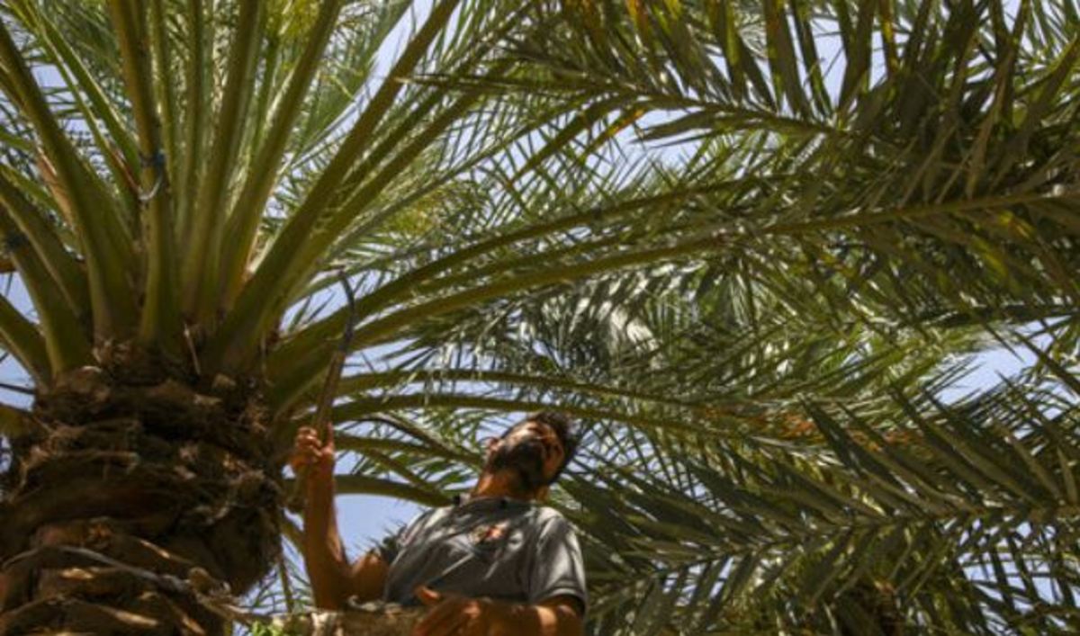سوسک سرخرطومی حنایی، ۴ میلیارد تومان هزینه‌بر شد