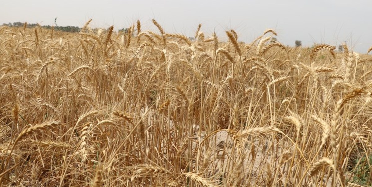 آمادگی کامل مراکز خرید تعاون روستایی آذربایجان غربی برای خرید تضمینی گندم و کلزا