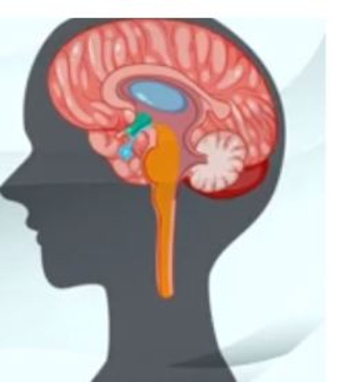 غدد فوق کلیوی چگونه استرس را کنترل می‌کنند؟
