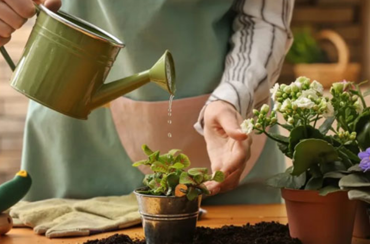 ۵ نکته مهم و کاربردی برای نگهداری از گل و گیاه در منزل