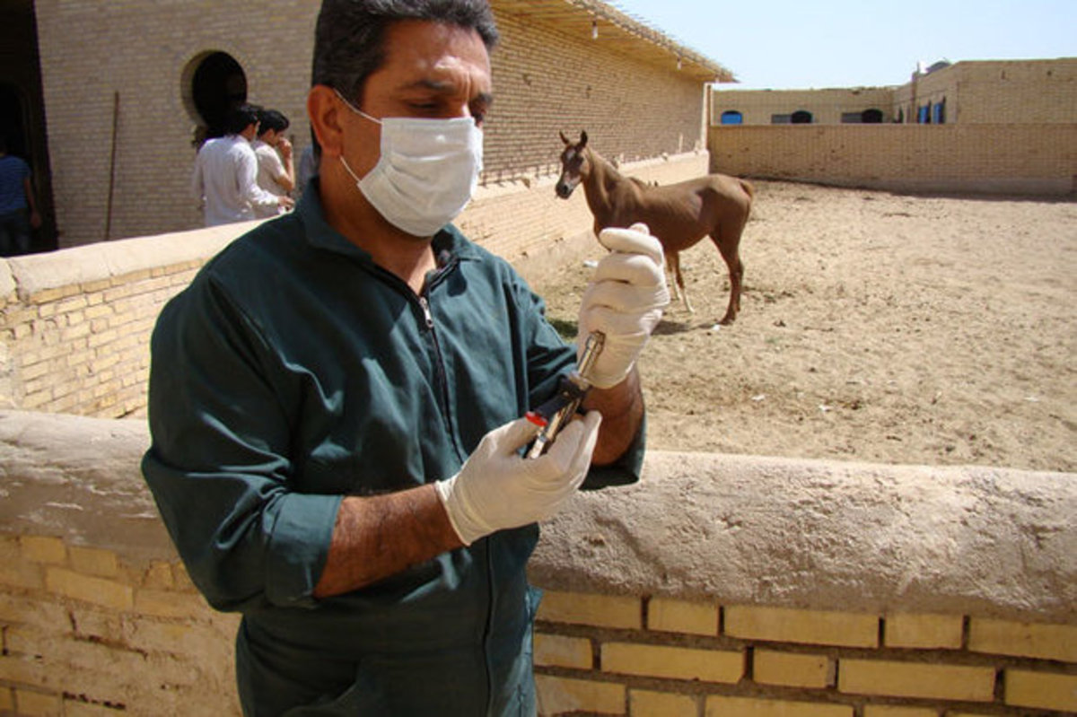 عدم ابتلا انسانی به مشمشه در زنجان