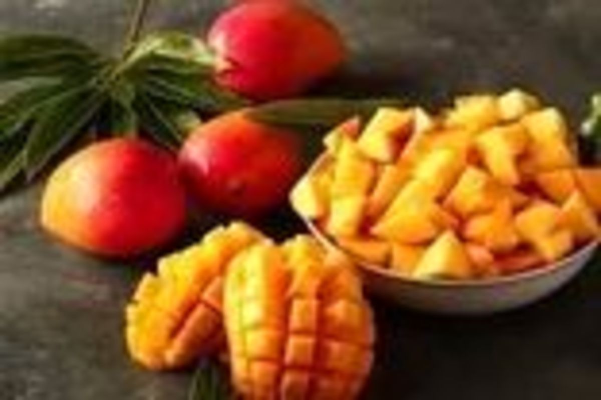 عکس /درخت زیبا و پربار انبه در ایران