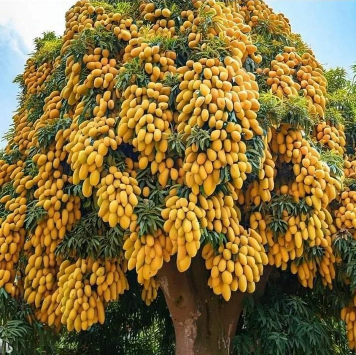 عکس /درخت زیبا و پربار انبه در ایران