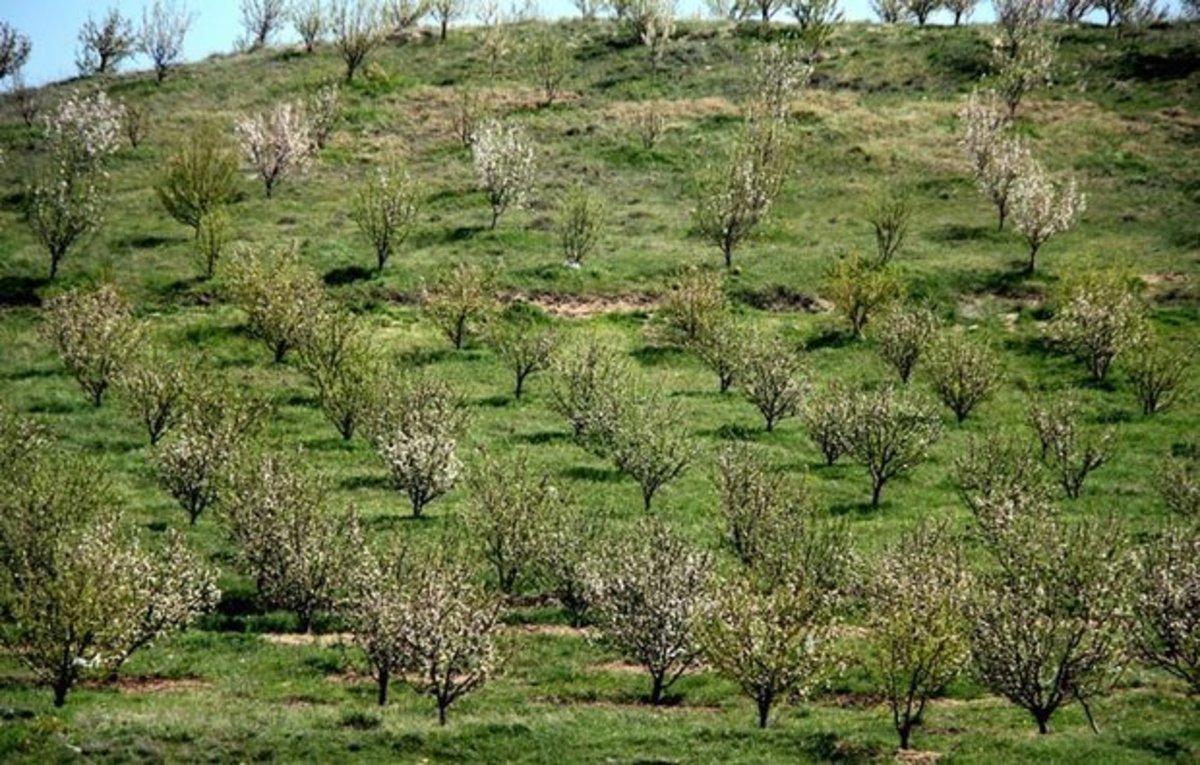 وجود ۵۰۰ هکتار باغ در اراضی شیب‌دار لرستان