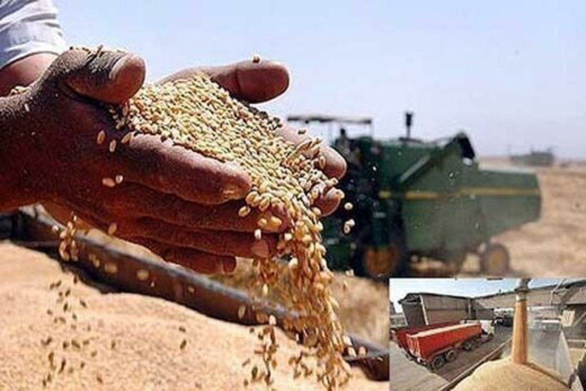 خرید تضمینی گندم در خراسان رضوی از مرز ۱۰۰ هزار تن گذشت