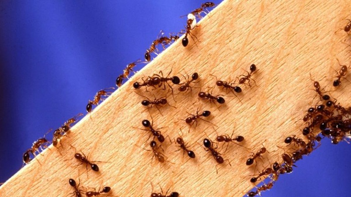 با این سم جادویی و خانگی از شر مورچه‌های مزاحم خلاص شوید