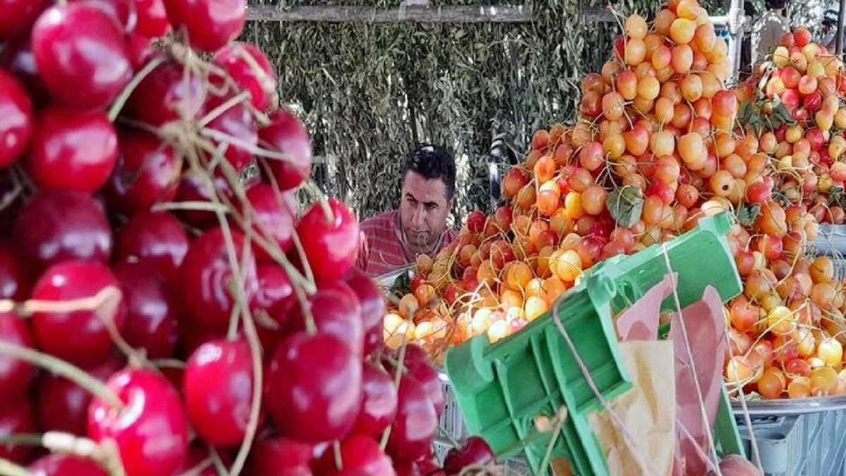 جشنواره گیلاس اشنویه تیرماه برگزار می‌شود