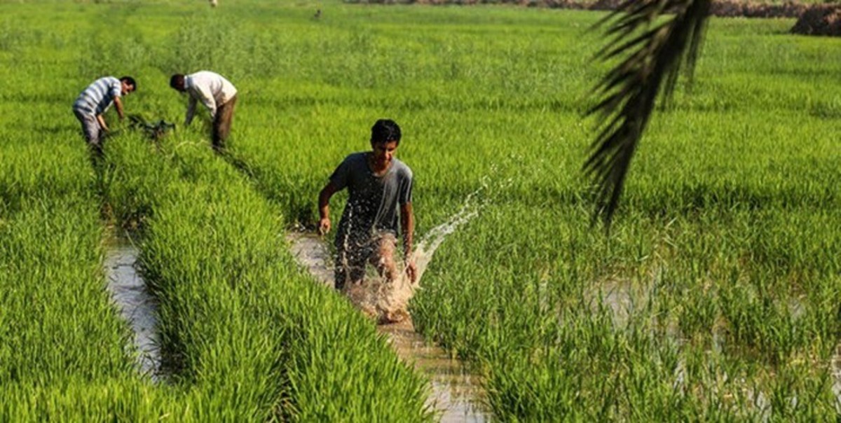 آیا مجوز کشت شلتوک در دشت آزادگان صادر شده است؟