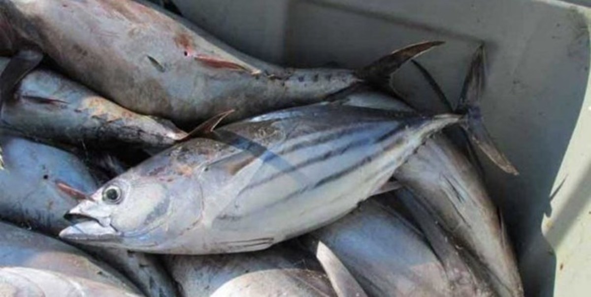 ۱۸۰ مرکز عرضه و طبخ محصولات شیلاتی در آذربایجان غربی فعال است