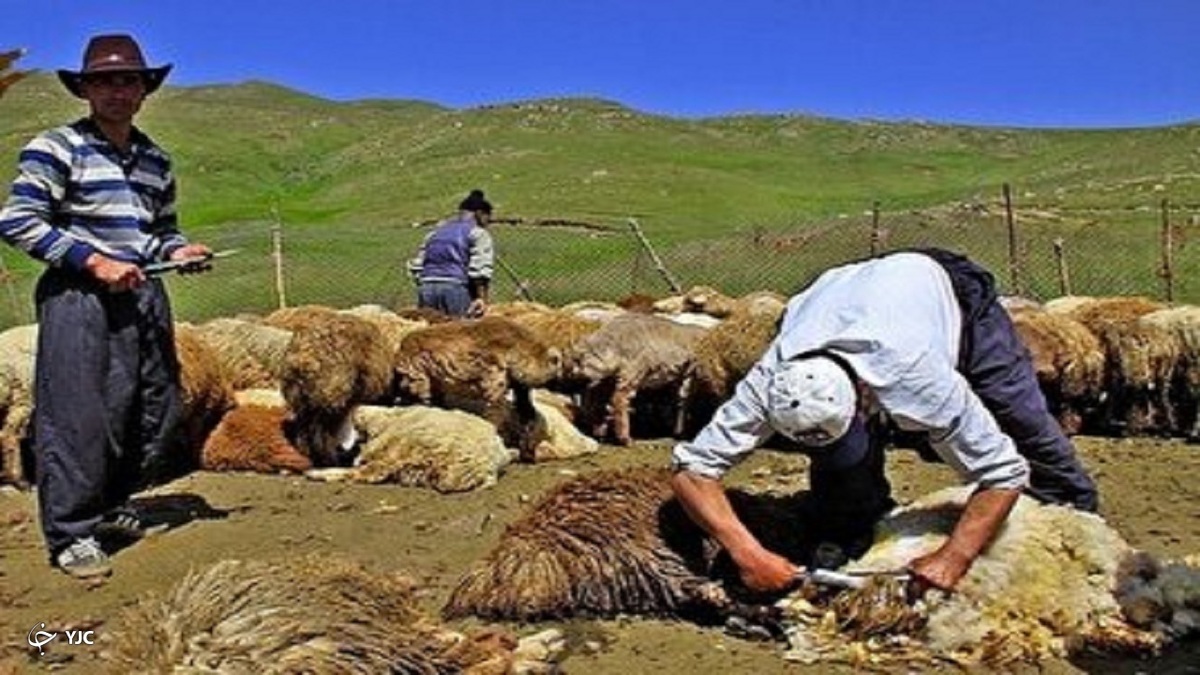بیش از ۳۰۰ تن پشم در روستا‌های خلیفان تولید می‌شود