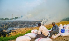 آتش زدن باقیمانده محصولات کشاورزی در مزارع ممنوع است
