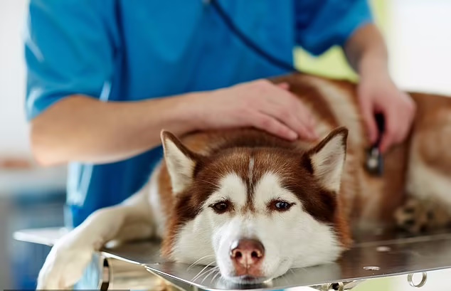 توصیه‌های تخصصی یک دامپزشک درمورد این علائم خطرناک در سگ‌ها
