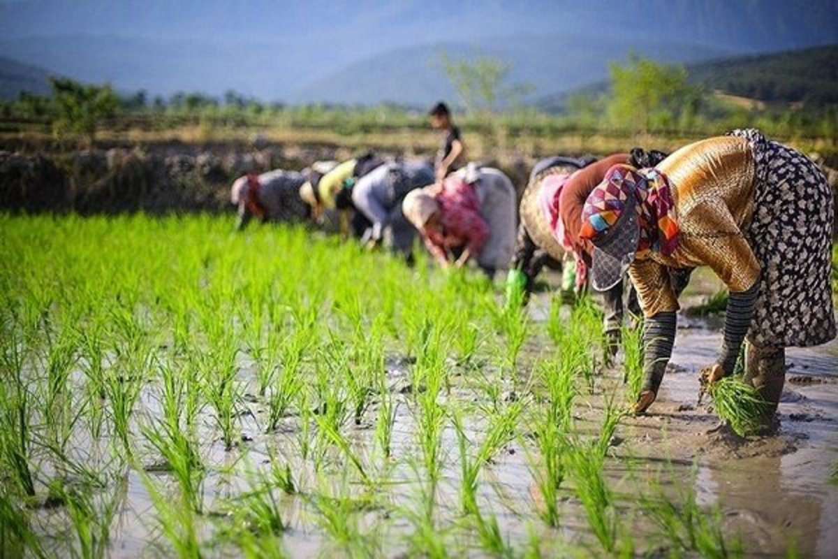 آفت دپو، شالیکاران را متضرر کرد