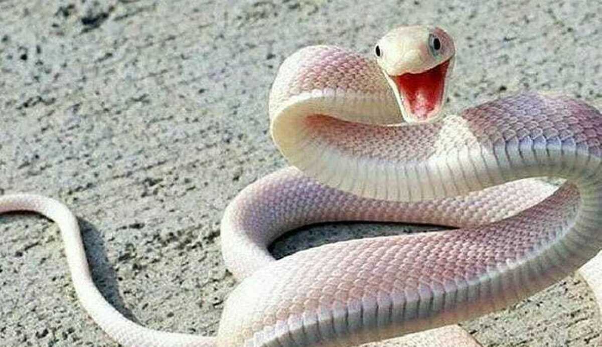 موس رایانه‌ای طعمه لذیذ یک مار