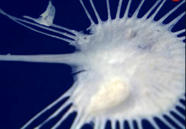تصویر جدید‌ترین گونه‌ی کشف شده از اسفنج‌های گوشتخوار در اعماق آب‌ها