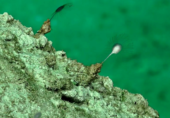 تصویر جدید‌ترین گونه‌ی کشف شده از اسفنج‌های گوشتخوار در اعماق آب‌ها