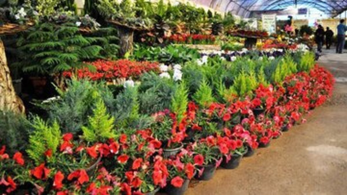 افتتاح گلخانه گیاهان زینتی در نهالستان شهرکرد