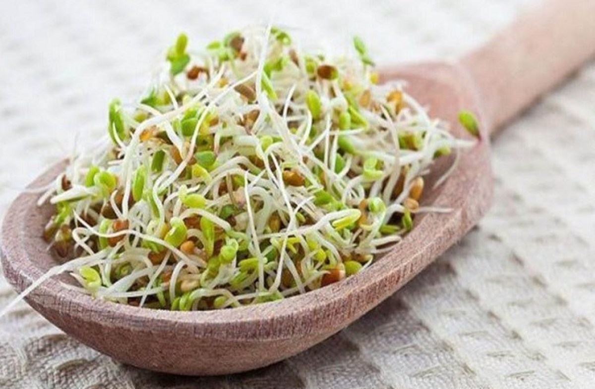 جلوگیری از پیری زودرس با مصرف پودر جوانه گندم
