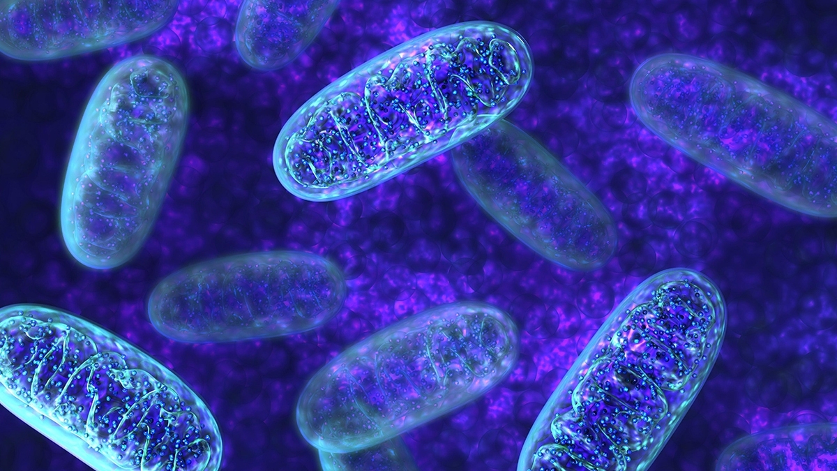درک مکانیسم حذف قطعات DNA میتوکندری