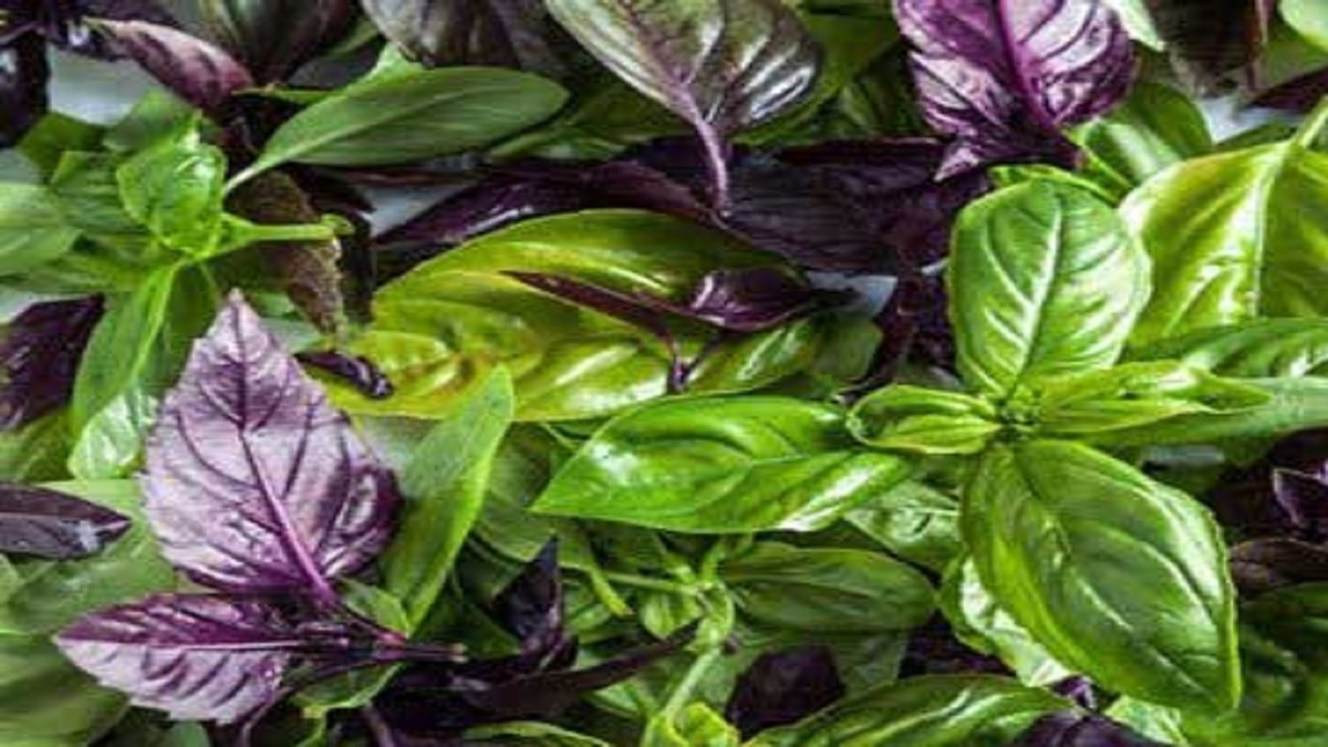 ریحان سبزی تازه با خواص دارویی و ادویه‌ای