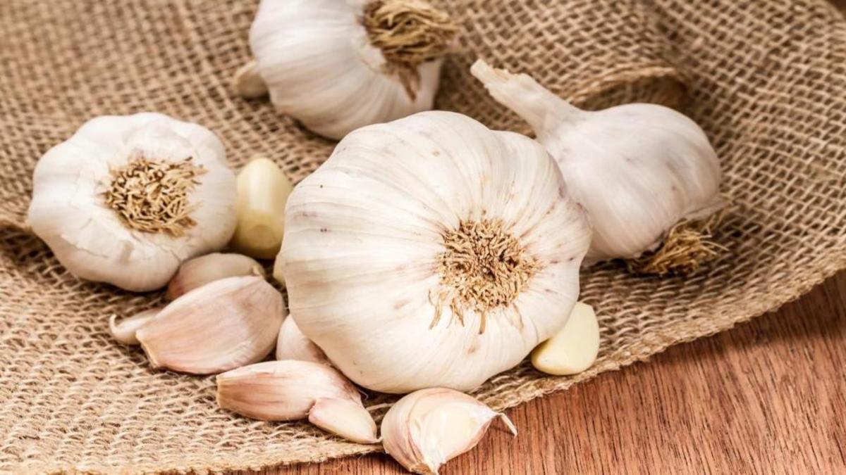آموزش کامل روش صحیح و اصول نگهداری سیر در خانه