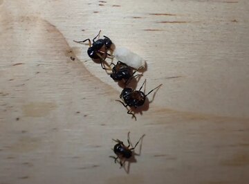 استراتژی دفاعی خاص این مورچه‌ها دانشمندان را حیرت زده کرد