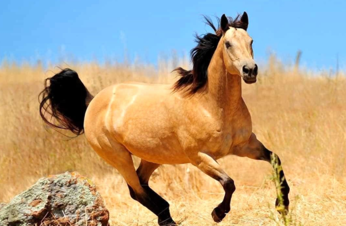 سم اجداد اسب‌ها همینقدر ترسناک بوده+ عکس