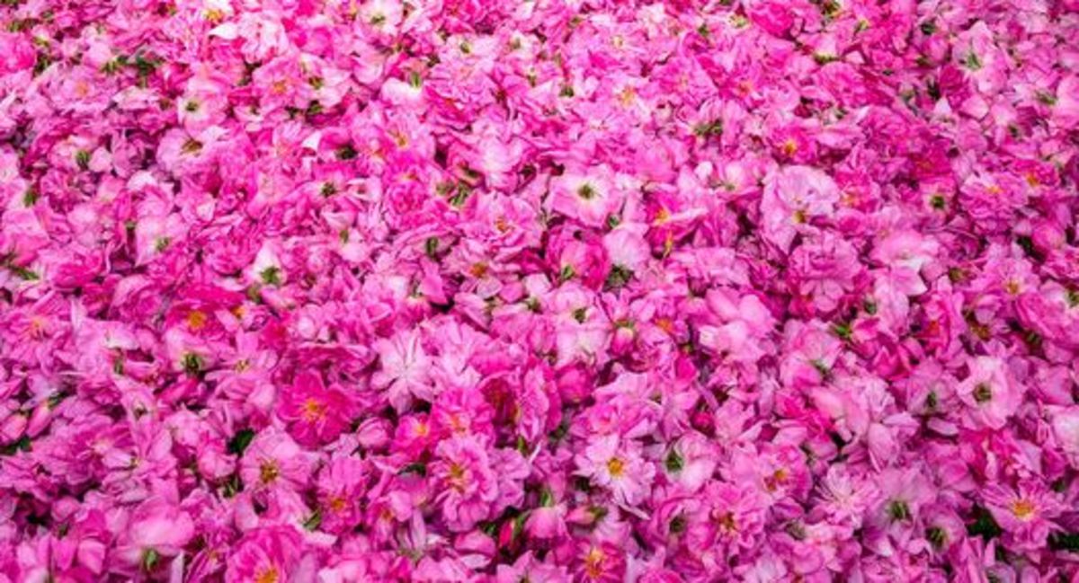 اسانس گل‌محمدی لاله‌زار به سراسر جهان صادر می‌شود