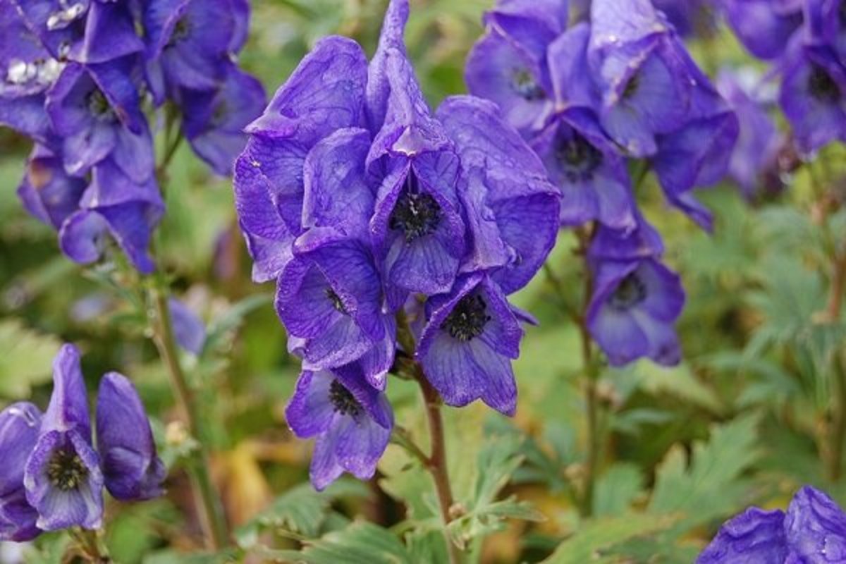 یکی از قوی‌ترین سموم برای سیستم عصبی را بشناسید