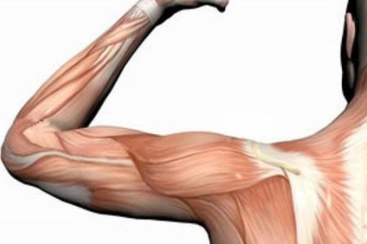 چرا توده عضلانی بر آلزایمر تأثیر می‌گذارد؟