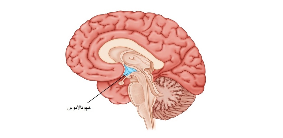 چه چیزی می‌تواند باعث اختلال در عملکرد هیپوتالاموس شود؟