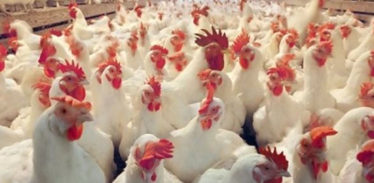 احتکار ۳۰ تن مرغ زنده از سوی یکی از مرغداری‌های کرمانشاه