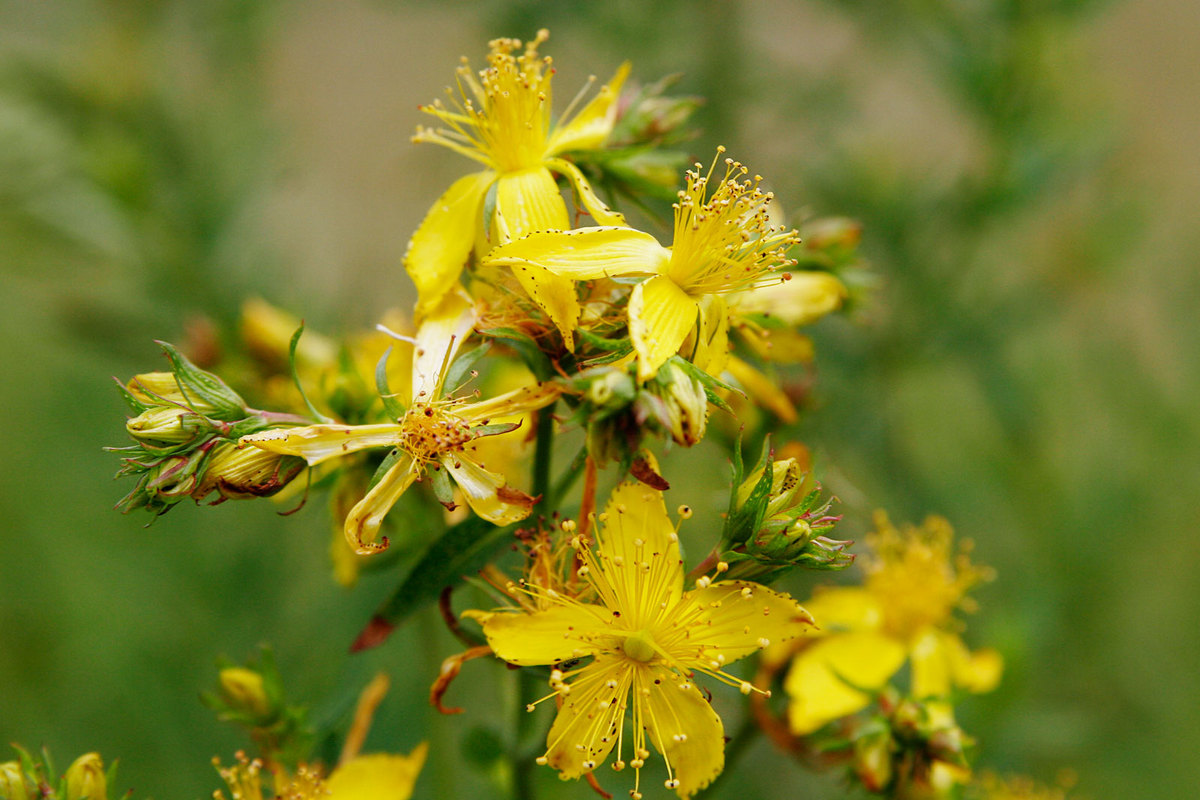 گل راعی با خواصی اعجاب آور