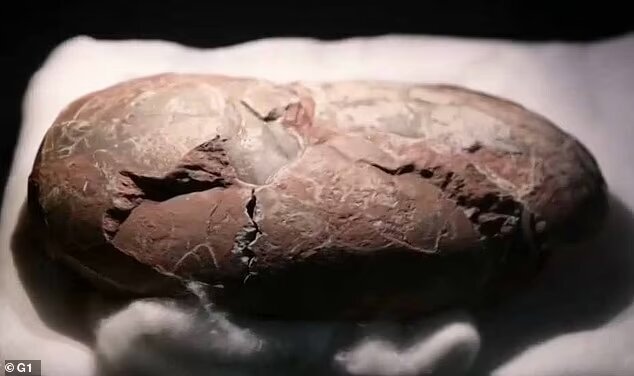 تصاویری حیرت انگیز از تخم دایناسور در برزیل