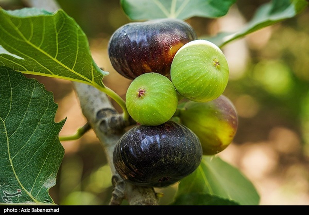 خواص انجیر برای سلامت دستگاه گوارش