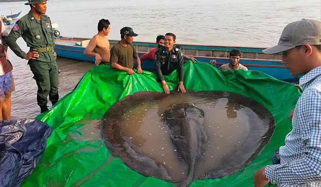 مرد کامبوجی دکورددار صید سنگین‌ترین ماهی جهان