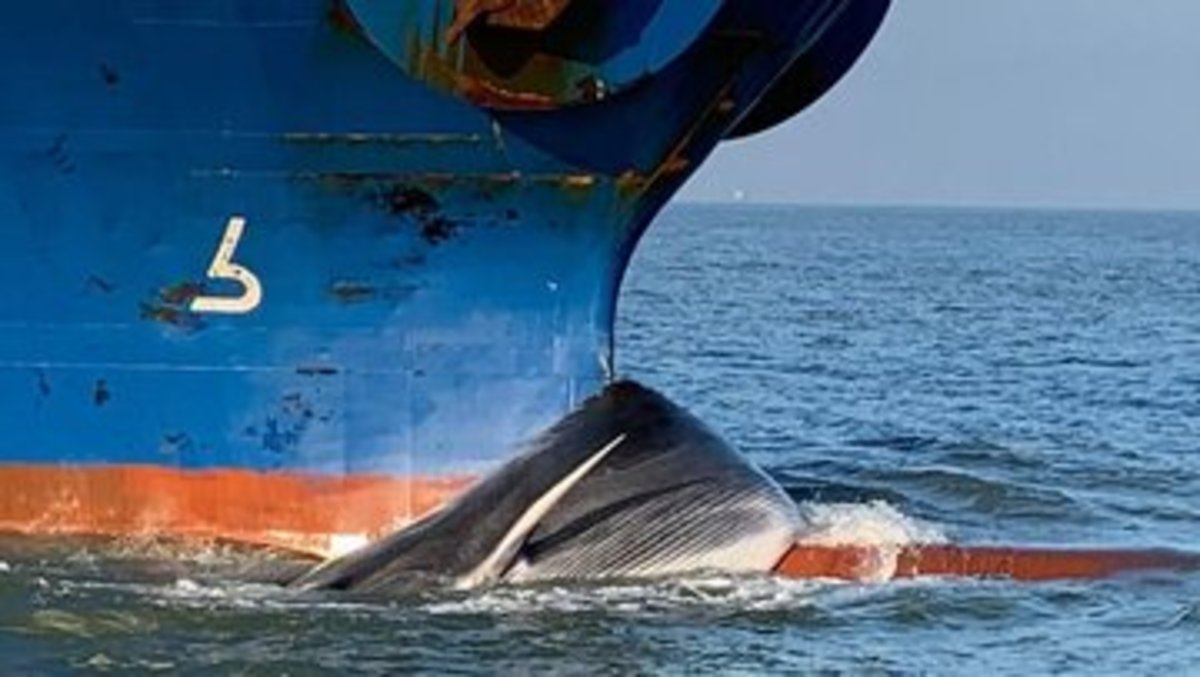 نهنگ باله‌ای بزرگترین پستاندار آبزی در اقیانوس