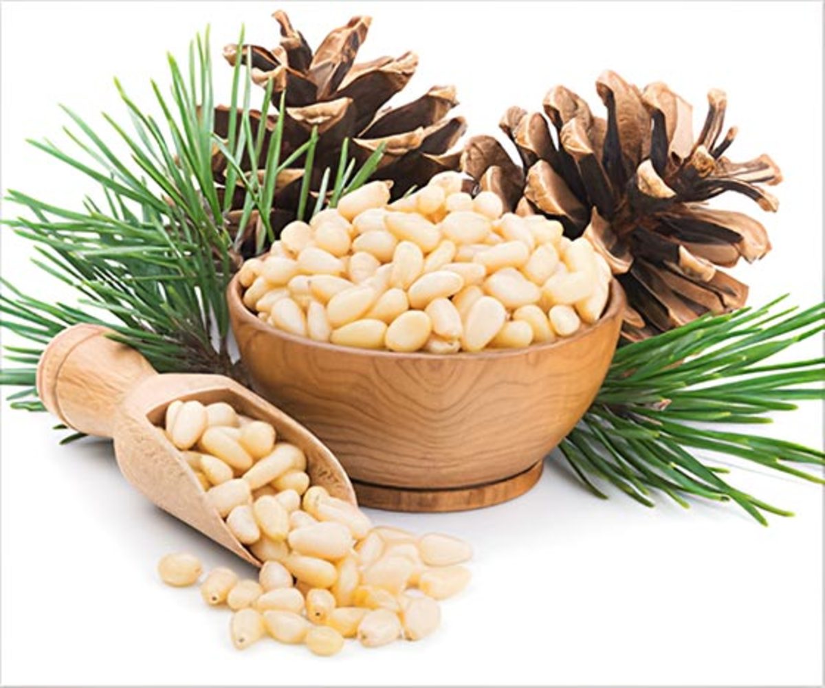 کاهش گرسنگی و سلامت قلب با دانه کاج