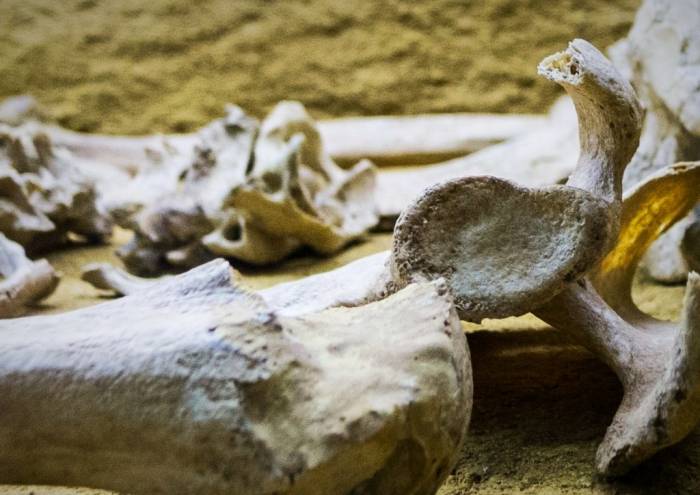 بقایای جسد مرد ۳ هزار ساله که شکار کوسه شده بود