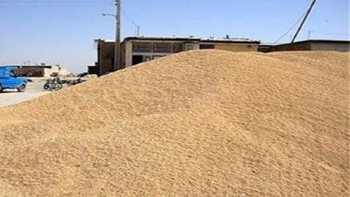 نیاز ماهانه ۳۰ هزار تن کنجاله سویا در مازندران