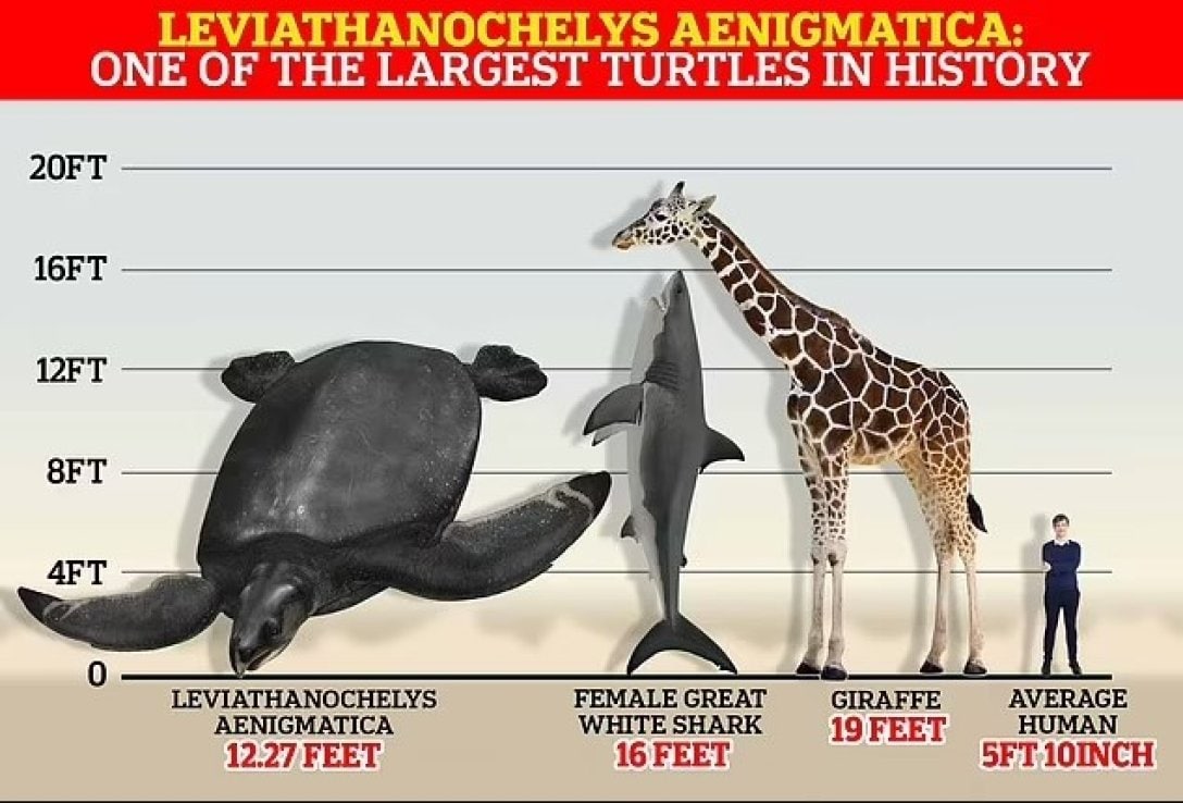مقایسه اندازه بزرگترین لاک‌پشت غول پیکر باستانی با انسان