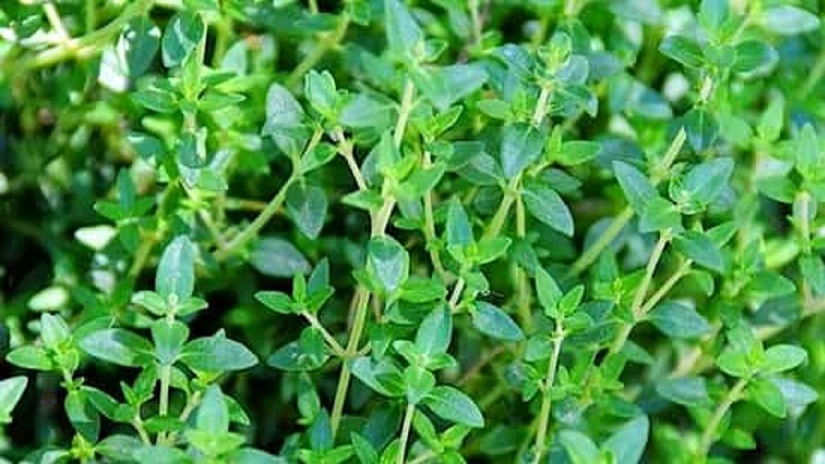 نابودی میکروب روده‌ها با آویشن