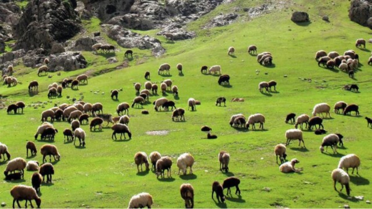 اپیدمی بیماری‌های دامی در لرستان نداریم/ وجود ۸۰۰ هزار رأس دام عشایری